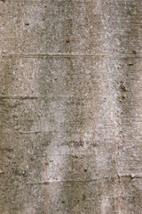 dogwood tree trunk, wood texture, gray wooden background
