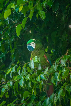 Severe macaw (Ara severus), one of the largest of the mini-macaw species, Rurrenabaque, Beni, Bolivia