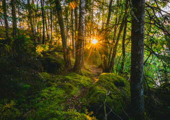 sunset in the forest