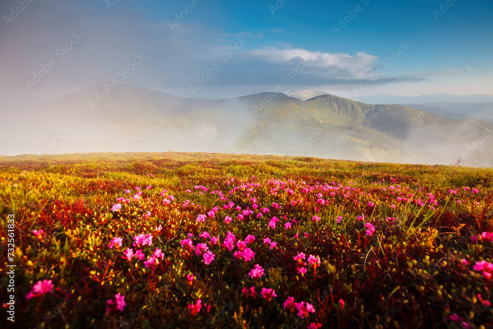 Poster magical fields of blooming rhododendron flowers in the highlands. carpathians, chornohora national p