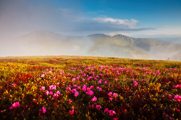 Magical fields of blooming rhododendron flowers in the highlands. Carpathians, Chornohora National Park, Ukraine. - obrazy, fototapety, plakaty