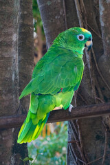 Southern mealy amazon or southern mealy parrot (Amazona farinosa farinosa), Rurrenabaque, Beni, Bolivia
