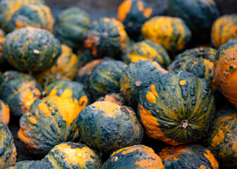 amas de courges vertes, étal de courge, horizontal