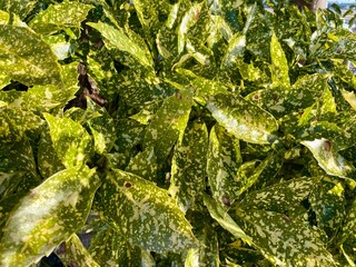 Abstract photo pile of  beautiful green leaves