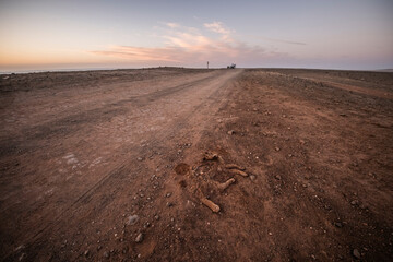 Gato atropellado muerto en la carretera de arena, Fuerteventura