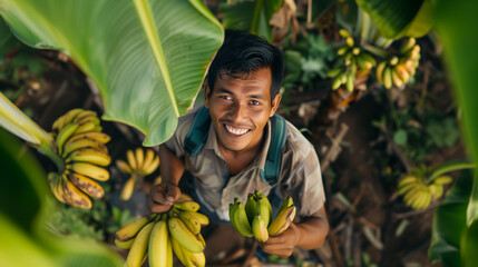Harvesting: Indonesian farmer picking banana by hand - obrazy, fototapety, plakaty