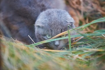 A gray cat with lop-eared ears hides in the grass. Pets. The beast is on the hunt