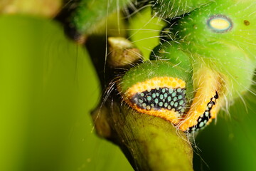 Tail end as detail of a caterpillar of the green emperor moth Eacles imperialis, family Saturniidae and subfamily Ceratocampinae. Solimoes, Rio Tapajos, Para state, Brasil.