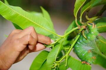 Green Imperial moth caterpillar Eacles Imperialis, family Saturniidae and subfamily Ceratocampinae....