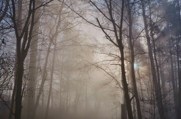 Herbstlicher Nebelwald