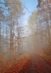 Herbstlicher Nebelwald