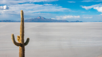 Giant cacti (Echinopsis atacamensis pasacan) growing in the barren environemnt of the Salar de...