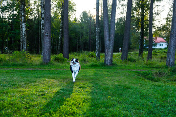 A funny dog with a stick in his teeth is walking in nature