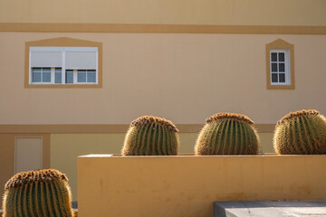 Cactus, decoración