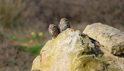 Little Owl (Athene noctua) pair, next to each other, perched on a stone, southern Sardinia.