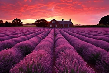 Foto op Canvas Sunset over lavender fields in Provence, France © Starlit