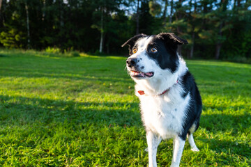 A black and white dog looks at its owner attentively. Nature. 