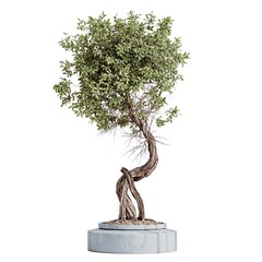 bonsai tree in minimal pot