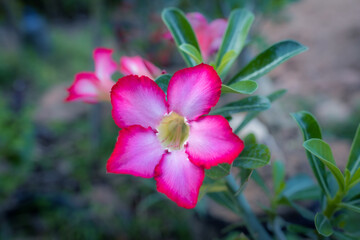 Adenium flower, Tropical flower Pink Adenium and desert rose plant also known as kamboja jepang. - 732578246