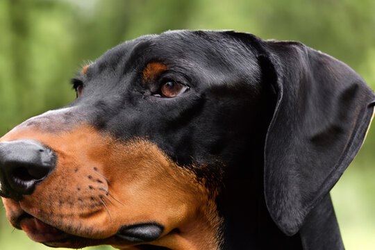 Doberman dog. Doberman muzzle in black and brown color close-up, animal concept