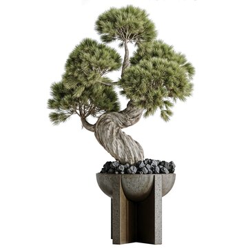 bonsai pinus pentaphylla thunbergii in minimal pot