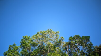 trees and blue sky 