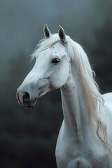 Obraz na płótnie Canvas Portrait of realistic White horse