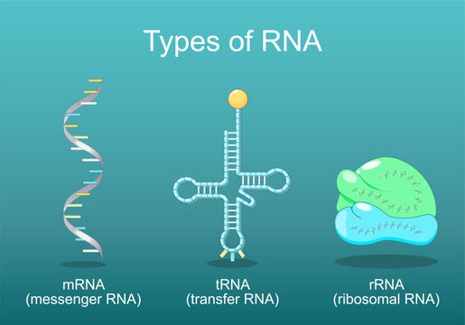 Types of RNA