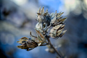 bee on a branch