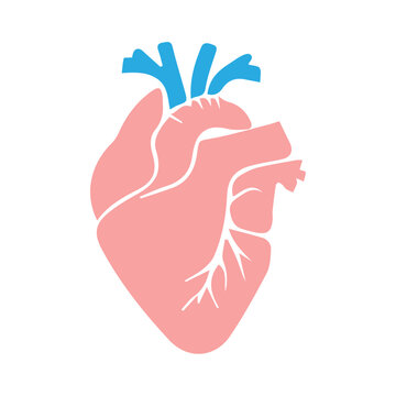 human heart organ