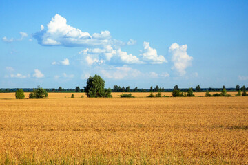 A vast field of mature wheat with distant trees and a blue sky.