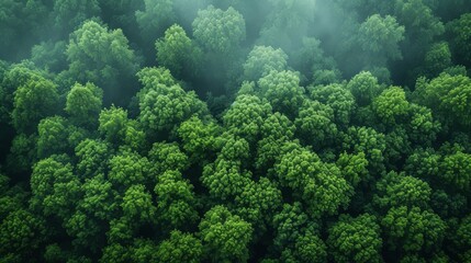 Naklejka na ściany i meble Aerial view amazon green forest