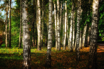 A forest of tall, white birch trees with peeling bark, surrounded by green foliage under the soft sunlight.