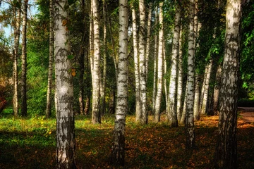 Zelfklevend Fotobehang A forest of tall, white birch trees with peeling bark, surrounded by green foliage under the soft sunlight. © Oleksii