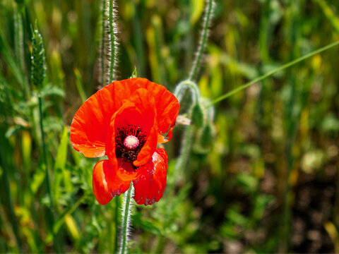 The image highlights a red poppy’s intricate petal structure.
