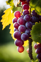 harvest bunches of grapes in the garden