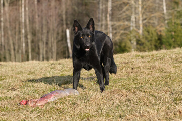 Black German Shepherd dog eat lamb offal in a meadow in Bredebolet in Skaraborg in Vaestra Goetaland in Sweden