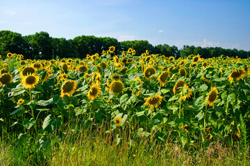A landscape featuring numerous sunflowers with bright petals and green leaves.