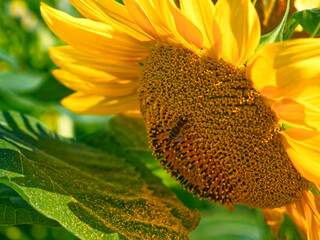 A bee is on a sunflower, collecting pollen from its intricate, seed-filled center surrounded by...
