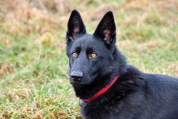beautiful black German Shepherd she-dog in a meadow in Sweden countryside