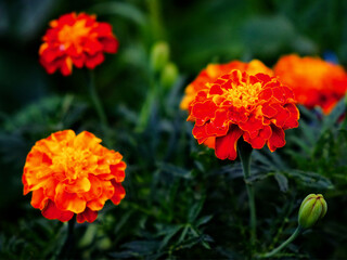 A close-up of vibrant marigolds, their orange petals contrasting against the deep green foliage in the background.