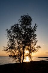 Silhouette of a tree at sunrise in the ocean. Bright sunlight rays through the tree
