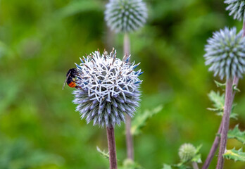 bumblebee pollinates the great globe-thistle, Bombus, Echinops