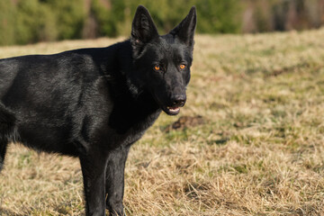 beautiful black German Shepherd she-dog in a meadow in Sweden countryside