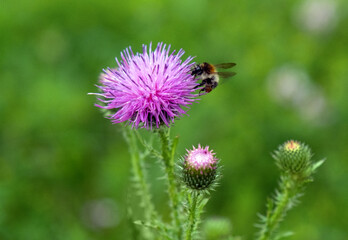 bumblebee pollinates a thistle, bumblebee, Bombus, Carduus