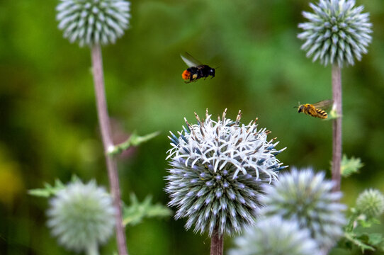 bumblebee and hoeny bee over the great globe-thistle, Echinops, Apis