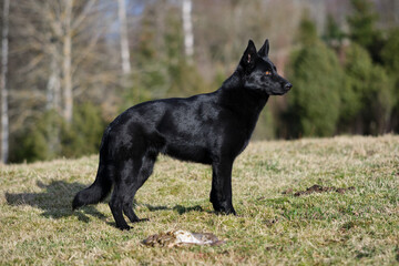 Black German Shepherd dog eat lamb offal in a meadow in Bredebolet in Skaraborg in Vaestra Goetaland in Sweden