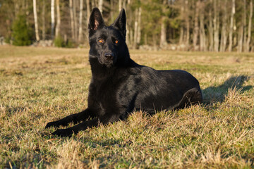 beautiful black German Shepherd she-dog in a meadow in Sweden countryside