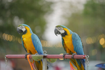 blue and gold macaw free flying parrot