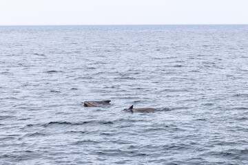A family of pilot whales forges through the grey waters of the Norwegian Sea, with the distant...